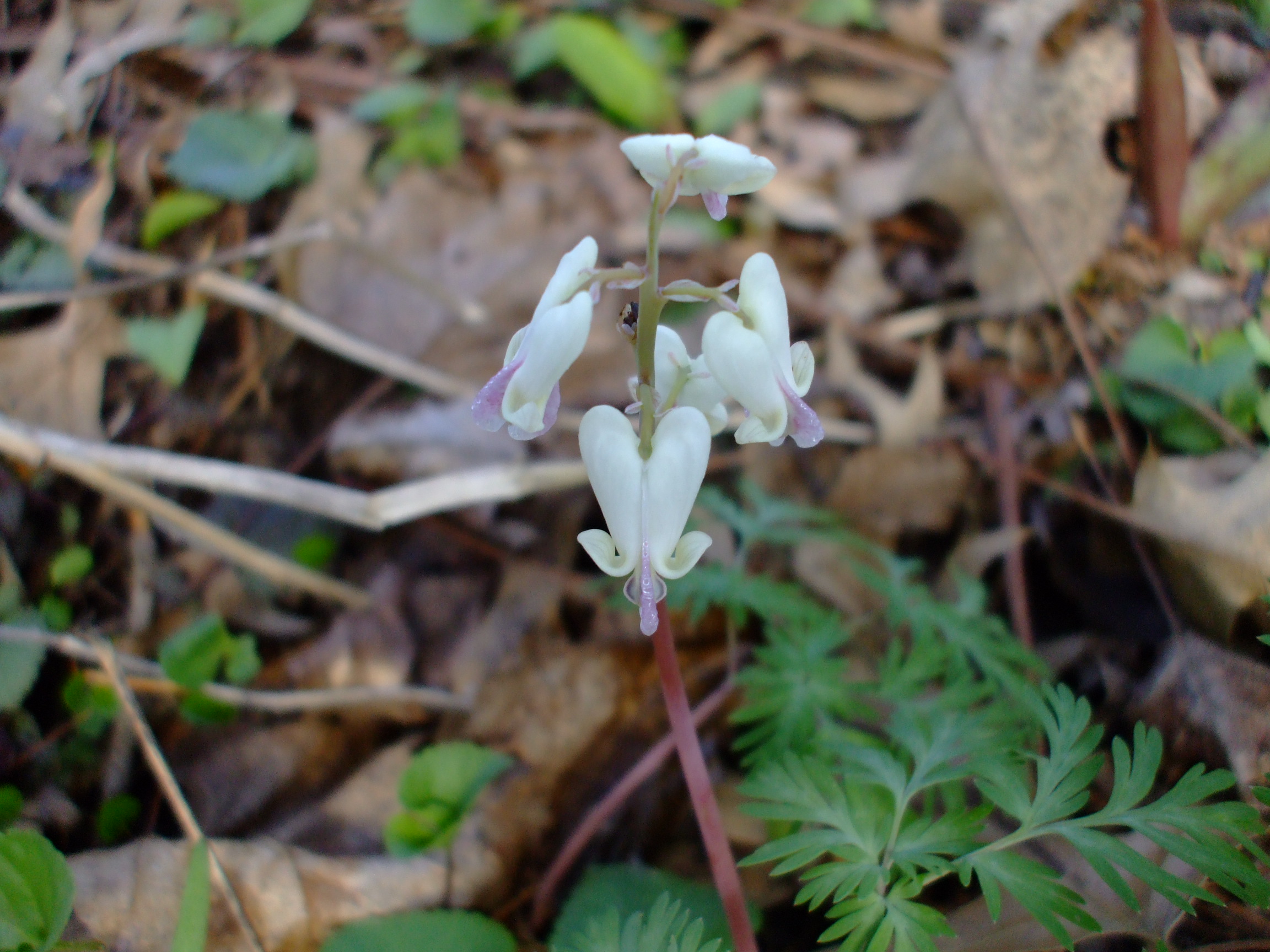 Dicentra canadensis